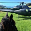 Heletranz helicopter and horse head at Waiheke Horse Tours