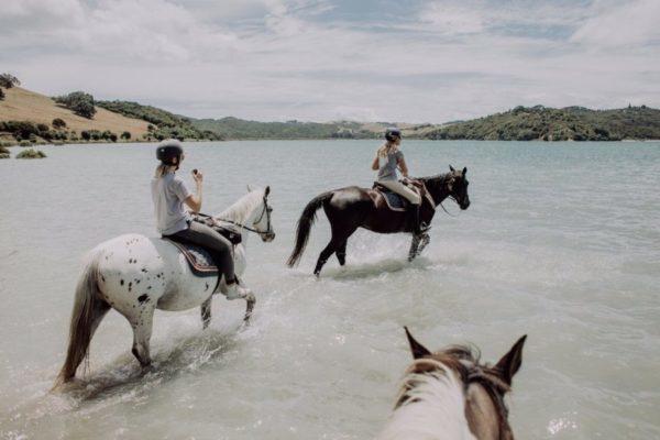 Horses riding knee-deep in water at Waiheke
