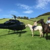 Helicopter & Horses