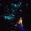 Waitomo Caves Glow worms